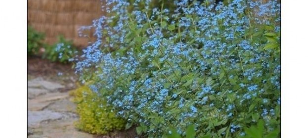 Brunnera