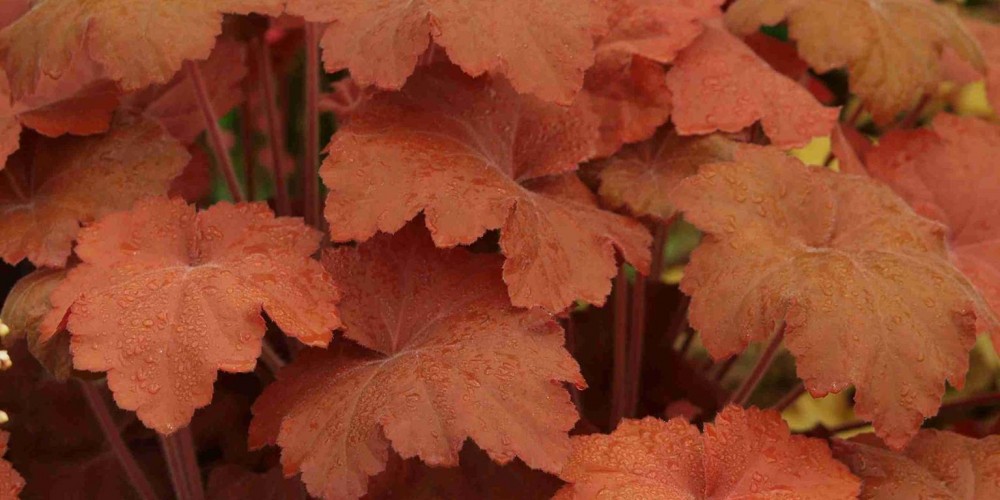 Heuchera ‘Southern Comfort‘