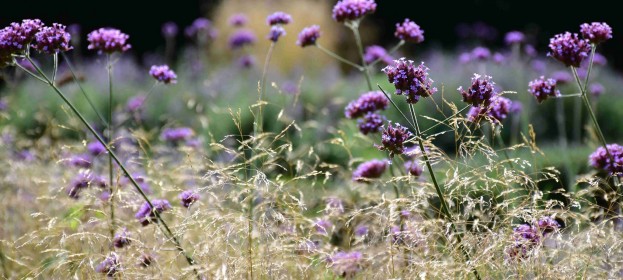 Verbena bonariensis