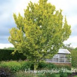 Ulmus