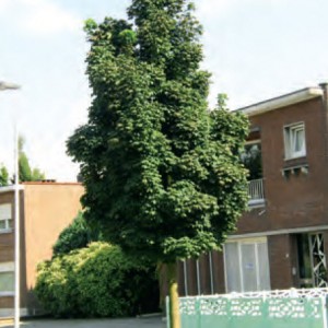 acer