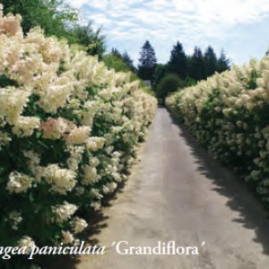grandiflora