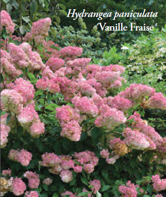 vanille