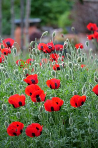 papaver commutatum papaver commutatum